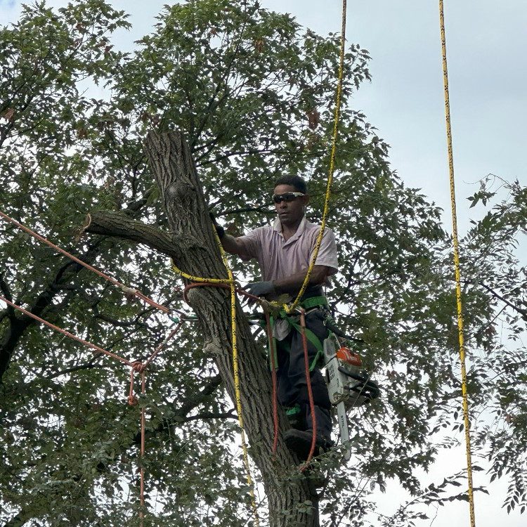 Tree Removal in Lincoln