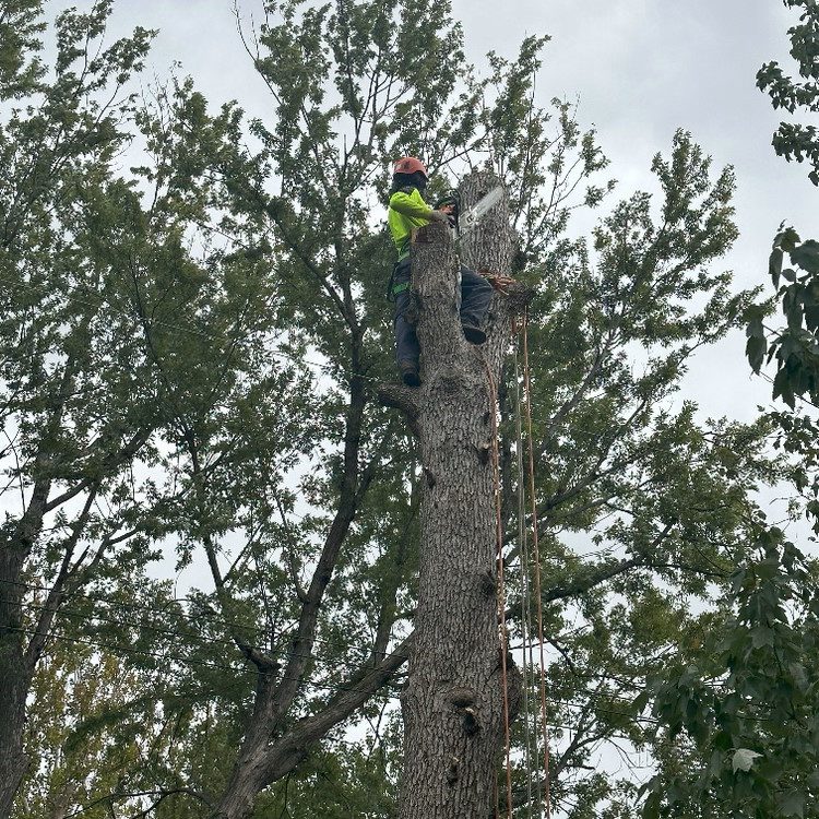 Tree Removal