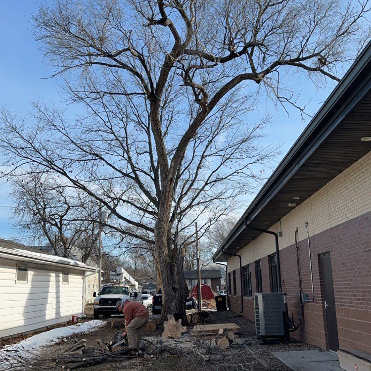 Tree Trimming in Lincoln