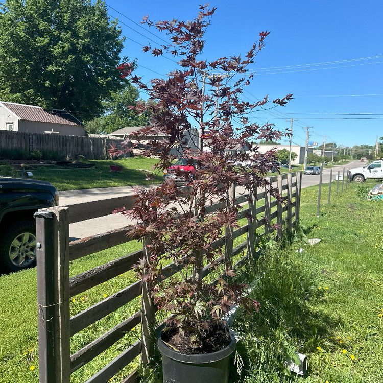 Tree Planting in Lincoln