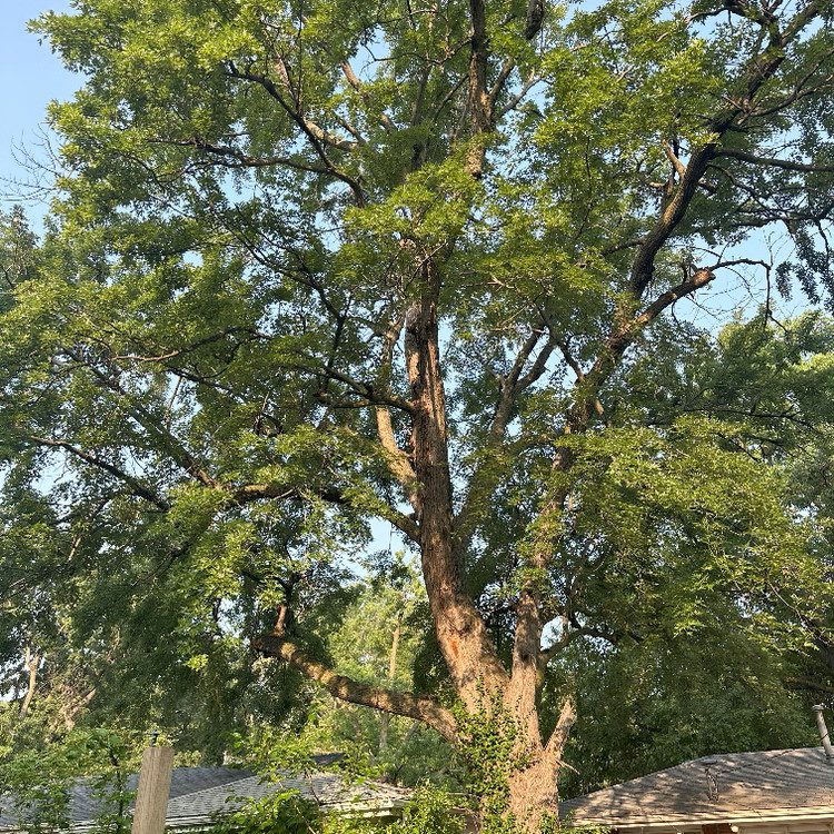 Tree Trimming in Lincoln