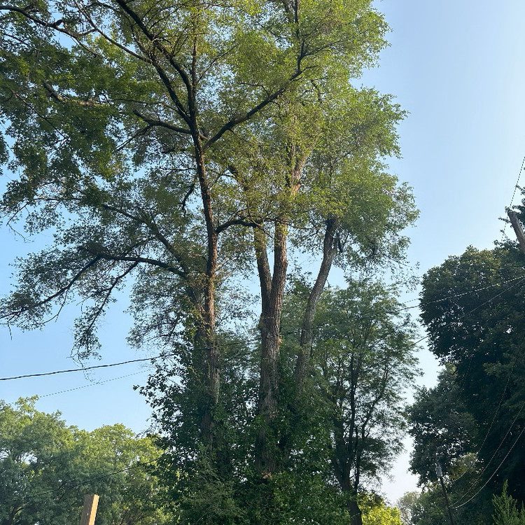 Tree Trimming in Lincoln