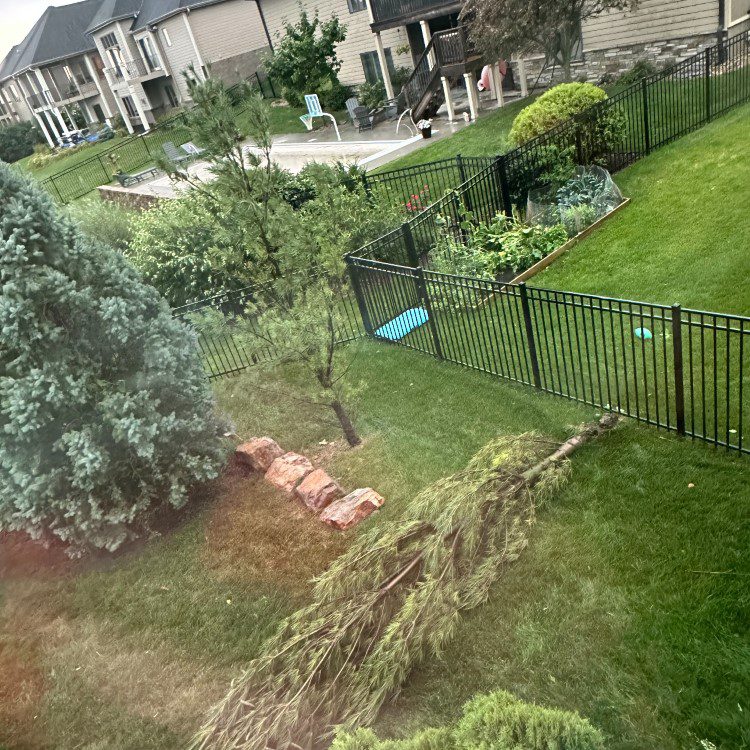 Tree Removal in Lincoln