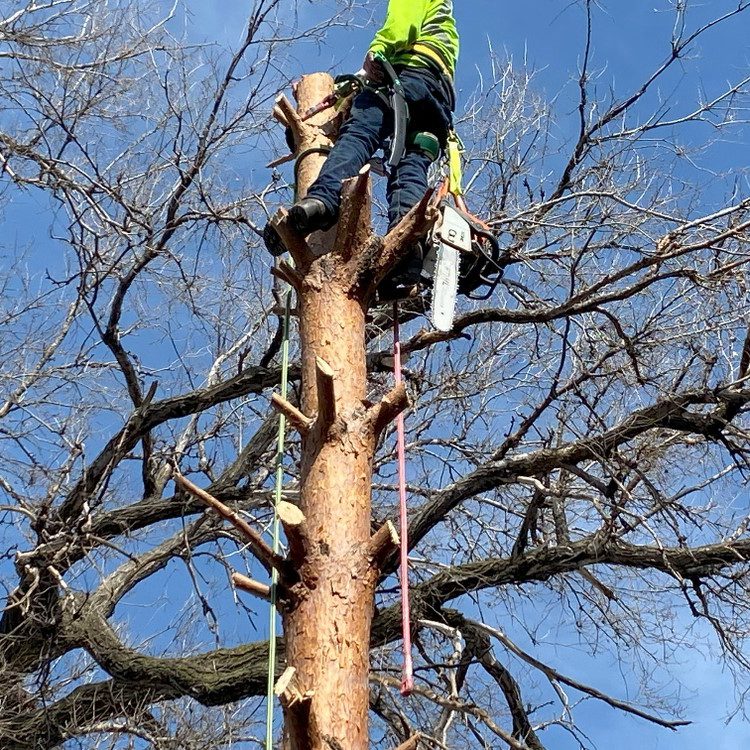 Tree Removal in Lincoln