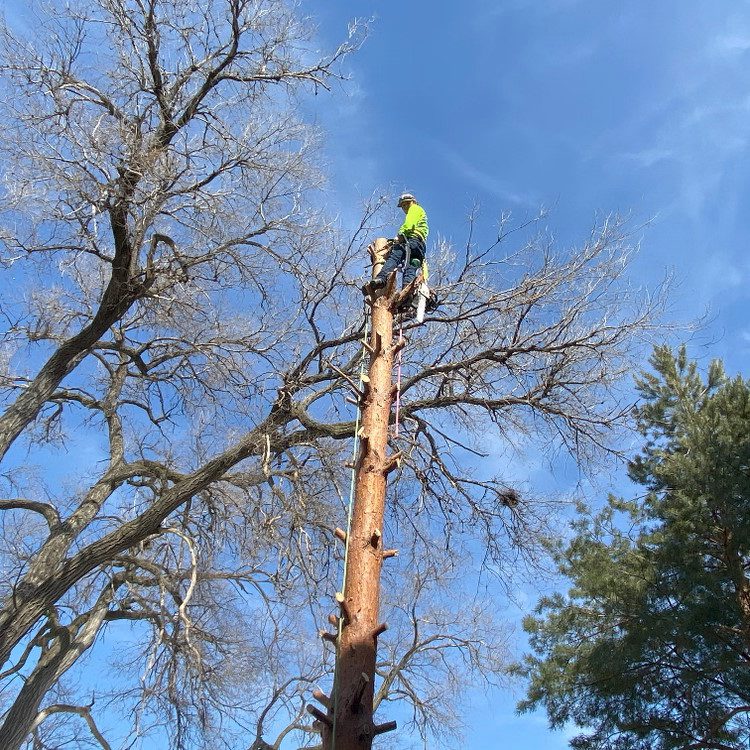 Tree Removal