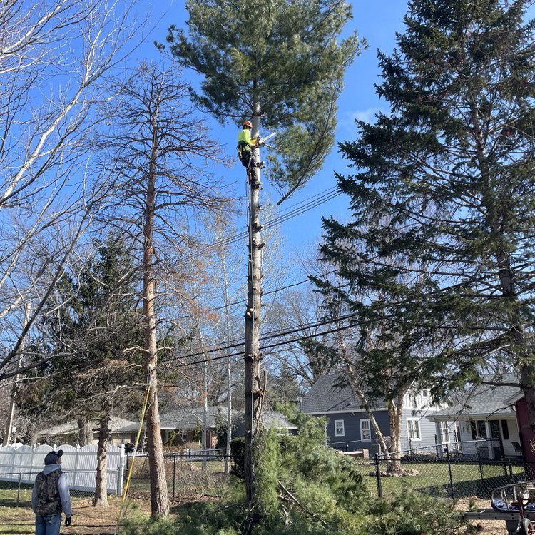 Tree Removal