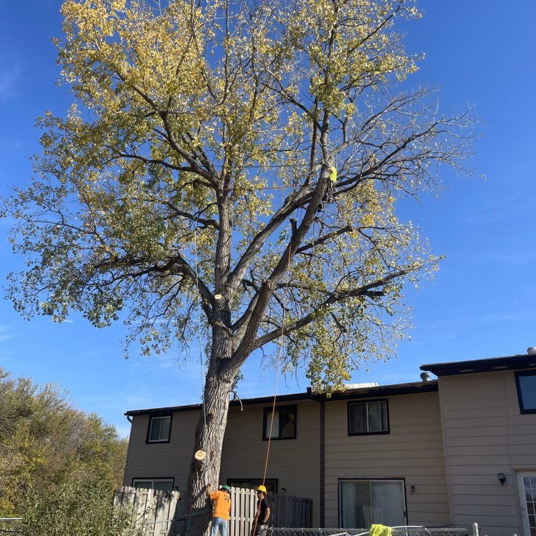 Tree Trimming in Lincoln