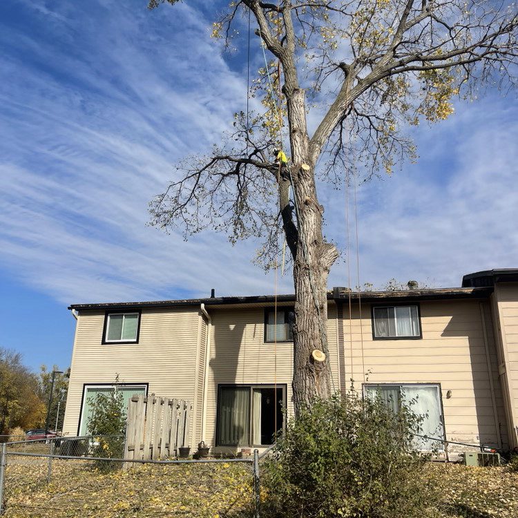 Tree Trimming in Lincoln
