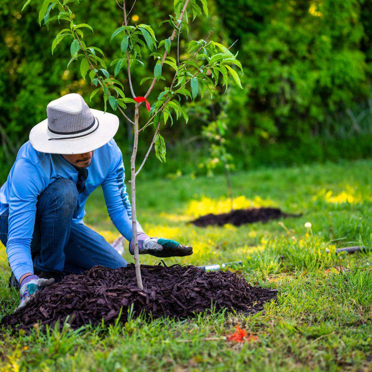 Tree Planting